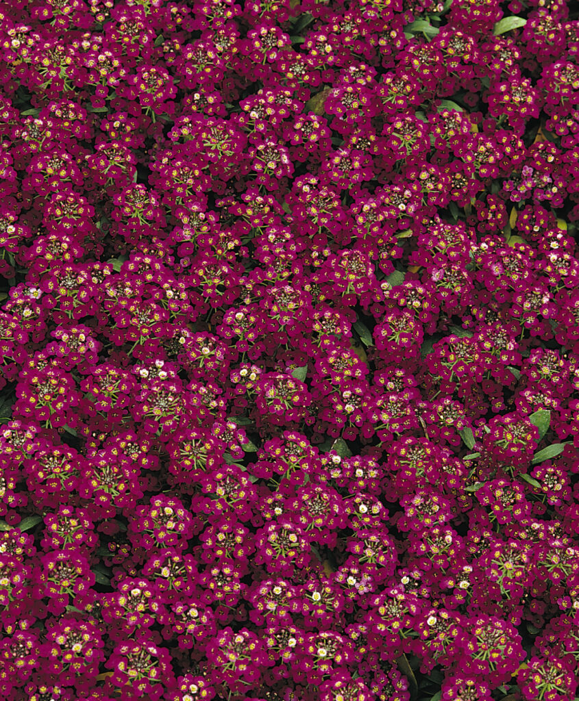 bloom peoria bloom peoria