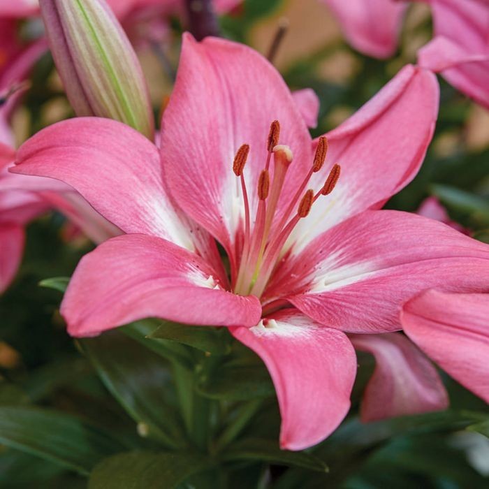 Rozalynn Pink with white center Peoria Gardens, Inc.