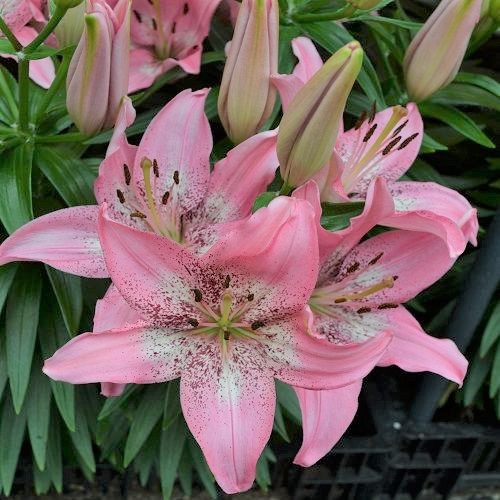 Trendy Nicosia Light pink with white center Peoria Gardens, Inc.