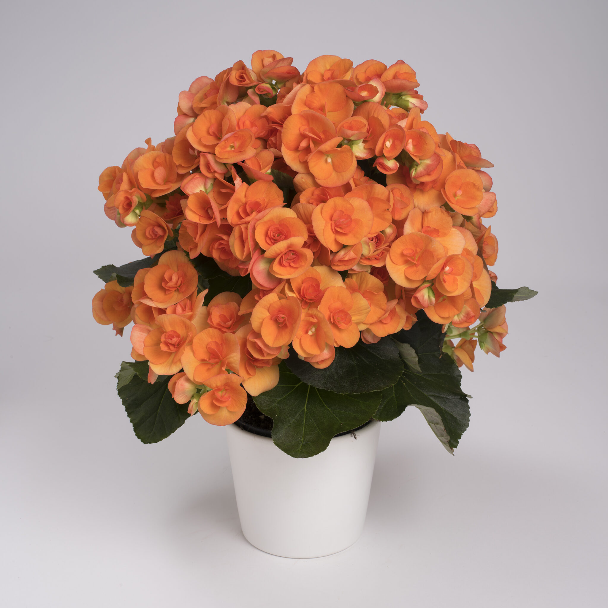 Rieger Batik - Orange | Peoria Gardens, Inc.