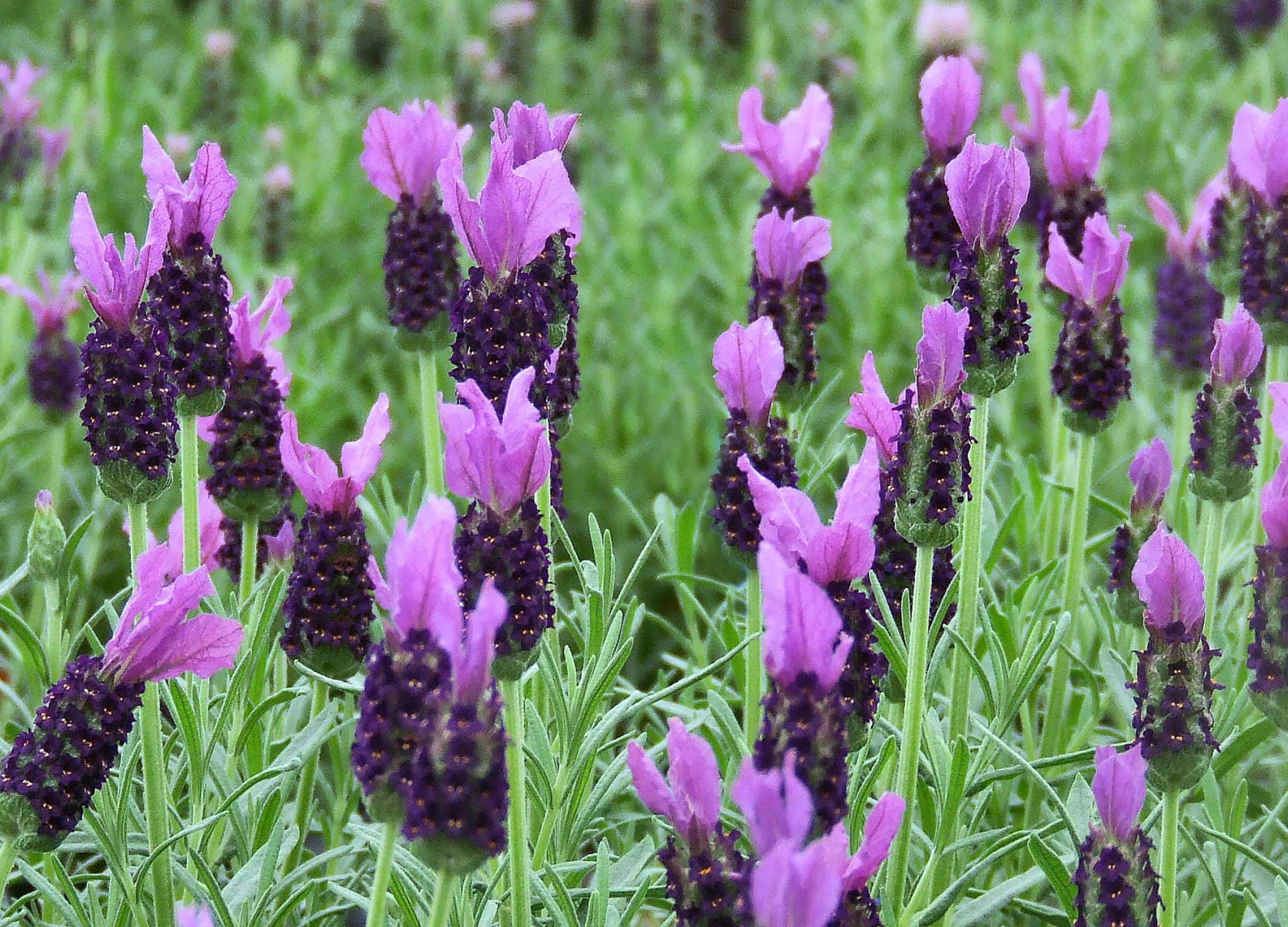 Lavela Compact Dark Violet - Violet | Peoria Gardens, Inc.