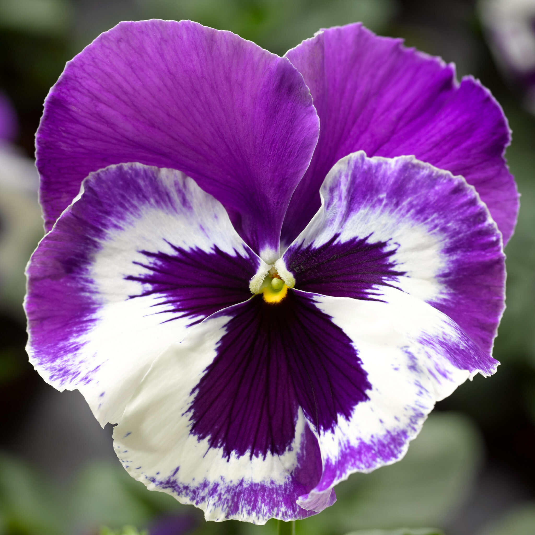 Violet And White - Violet and White | Peoria Gardens, Inc.