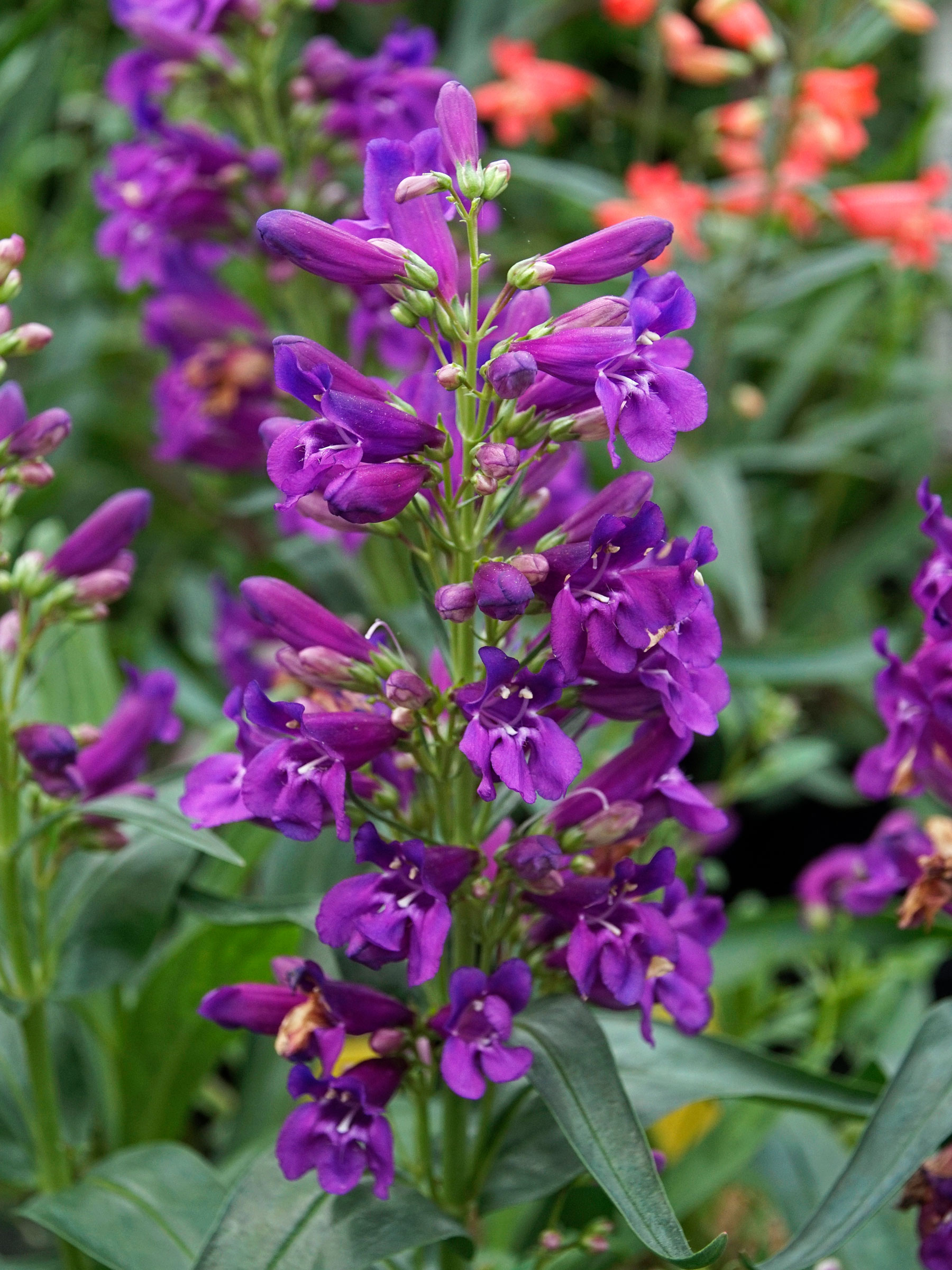 Pristine lilac purple deep purple peoria gardens inc 