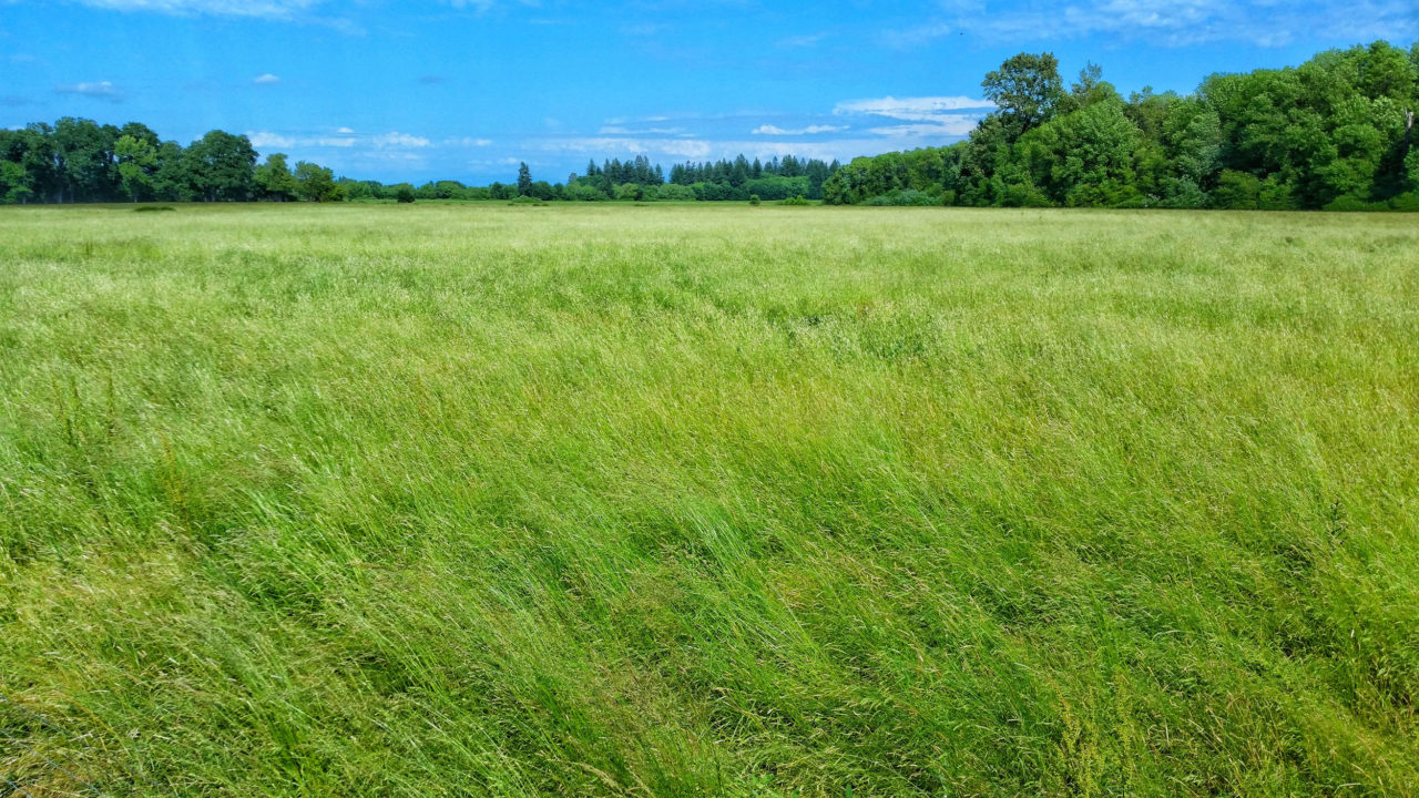 Peoria Gardens Field