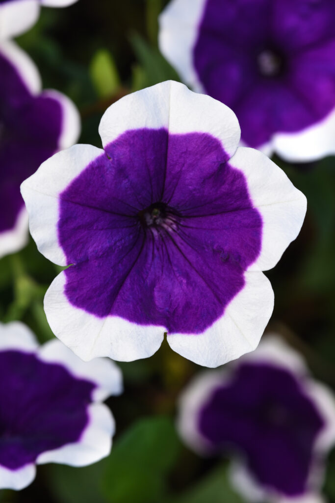 Violet Picotee Violet with white edge Peoria Gardens, Inc.