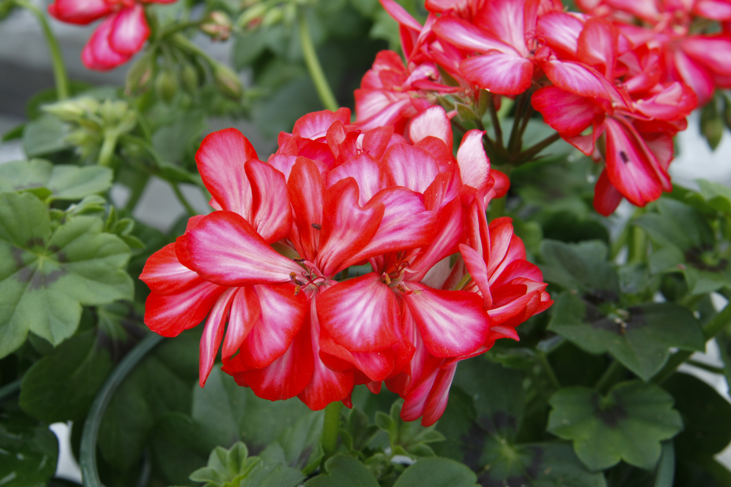 Royal™ Candy Cane® Red w/ White Streaks Peoria Gardens, Inc.