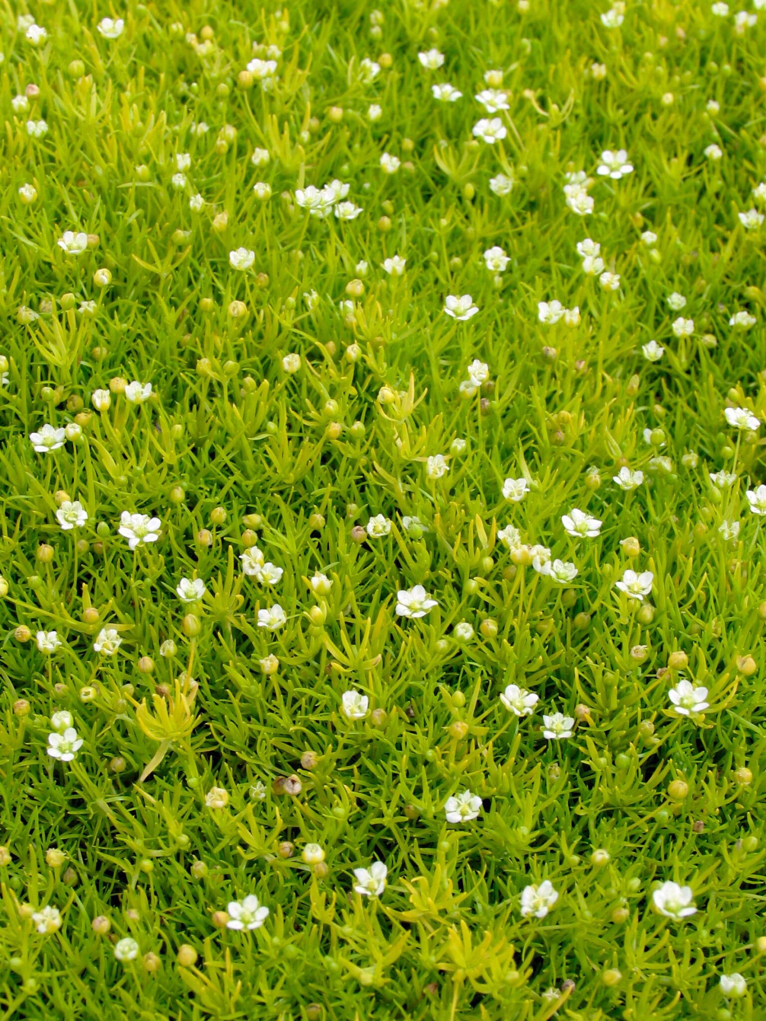 Scotch Moss Small white Peoria Gardens, Inc.