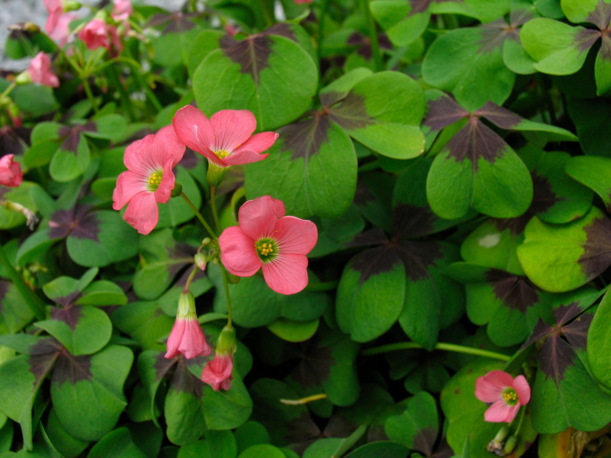 Iron Cross Pink Peoria Gardens, Inc.